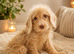 Labradoodle puppies