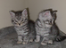 male British shorthair