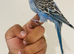 Hand reared budgies for sale