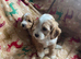 Beautiful cockerpoo puppies