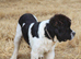 Spanish import kc registered Newfoundland boy