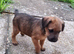 Lakeland x Jack Russell