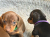 KC Registered Miniature Dachshund Puppies - Ready 30th May