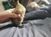2 x 2 week old ducklings