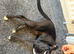 Jess whippet crossed slightly with staff