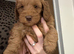 Curly Cockapoo boy ready for forever home