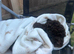 **READY NOW**Stunning 5th generation pedigree miniature poodles