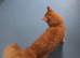 Make mainecoon cat