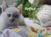 Siamese/Bsh cross ragdoll/Bsh