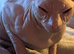 Male sphynx 18months old still intact lovely boy very affectionate
