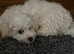 Bichon frise boy