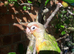 hand reared yellow sided conures