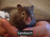 Long Haired Male Syrian Hamsters