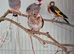 2 java sparrows