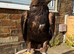 Female golden eagle