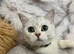 GCCF registered British Shorthair
