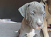 American staffordshire terrier Puppys looking for new home!