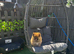 Pomeranian Teddy bear puppie