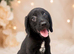 Cocker x lab puppies