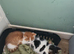 2 lovely kittens ready to go to there forever home