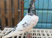 tippler male