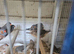 Zeb cock and hens more hens and cocks