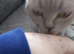 A beautiful bsh girl needs loving home (offers)