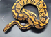 Breeding pair hypo project