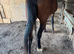 Standarbred & Trotting Horse