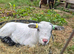Pygmy goat