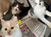 Kittens