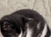2 kittens .