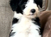 Beautiful Bearded Collie puppies