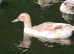Hatching eggs