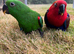 Hand reared 15 week old Eclectus