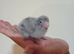 Hand rearing blue Baby quaker