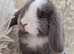 Gorgeous Mini Lop Baby Rabbits For Sale