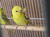 Helecopter Baby Female budgie