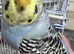 3 budgies