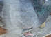 3 roller cock birds free to good home.