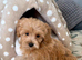 REDUCED FOR URGENT SALE!! BEAUTIFUL KOREAN MALTIPOO GIRL. EXTRA MINI!!