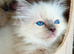 Ragdoll Kittens