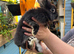 Harlequin/ Rex baby bunnies