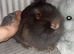 Lionhead pure breed rabbit