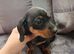 Mini dachshund puppies