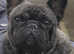 International Champion French Bulldog at Stud