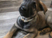 German Shepherd x Belgium Malinois
