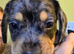 3 gorgeous Miniature French Weiner puppies