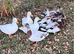 Last 3 pairs of this years call ducks available ( 1 male & 1 female)