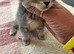 British shorthair x